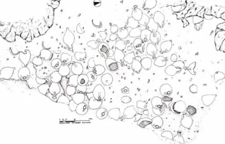 eua-plan-of-faggrou-wreck-site