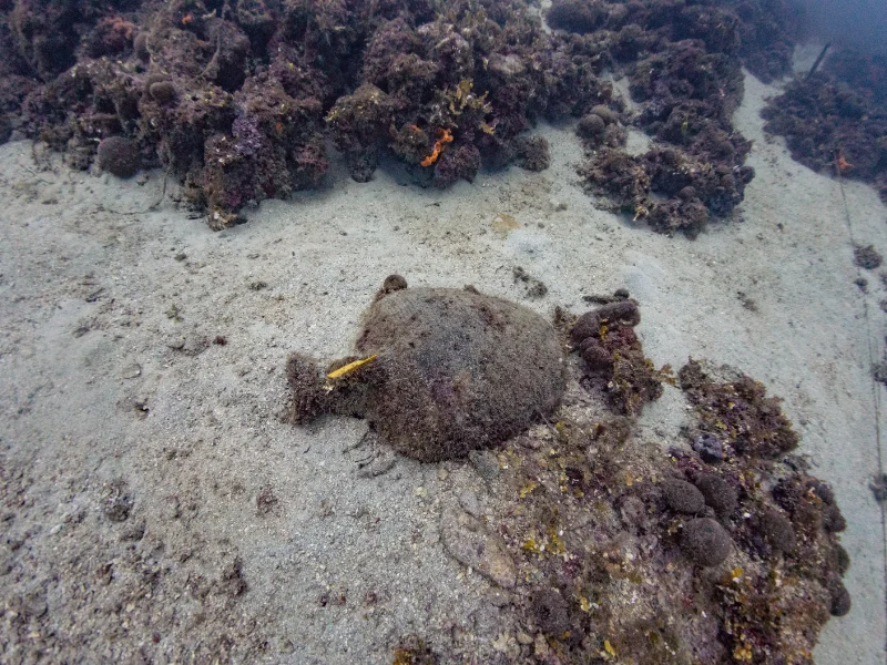 eua-tilegrafos-area-cargo-02