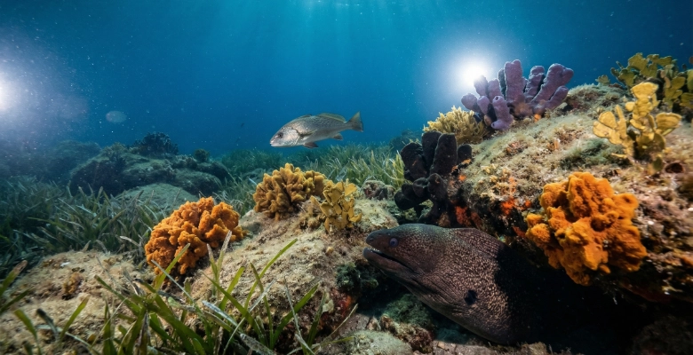 Mediterranean moray eel emerging from coral crevice in a deep blue underwater reef, with vibrant sponges and seagrass illuminated by filtered sunlight and strobes.