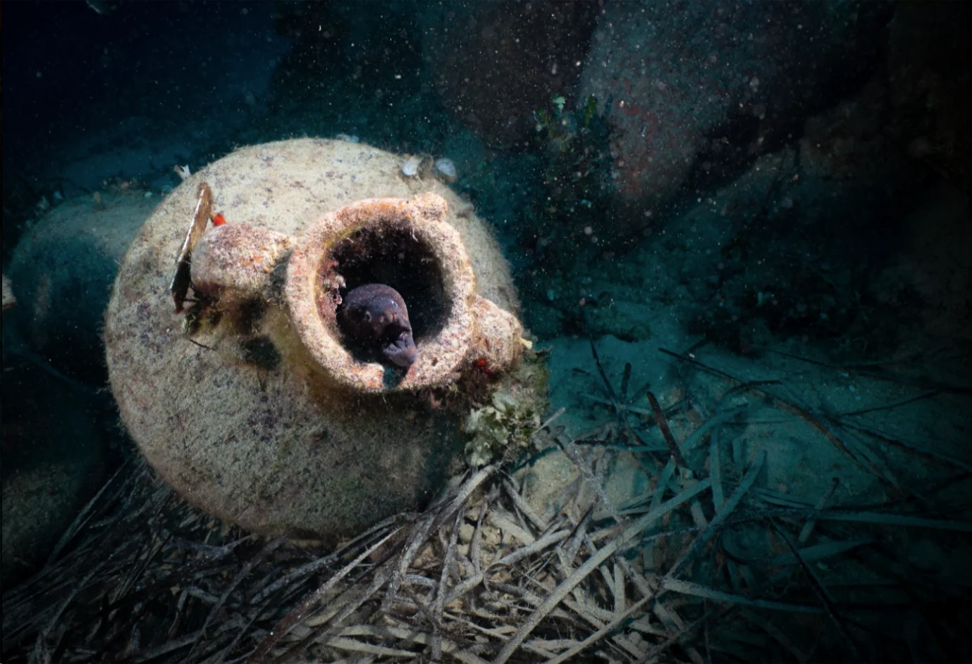 Moray eel emerging from ancient amphora at the Peristera shipwreck site, surrounded by seagrass and marine debris.